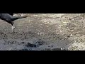 Kauw start Kauw start