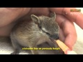Baby numbats reared by keepers