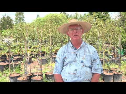 how to fertilize old pecan trees