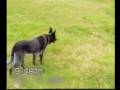 This is one Smart dog, maybe even the smartest dog in the world