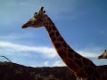 Girafas y una avestruz en Cabarceno