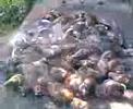 chorero