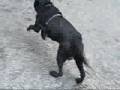 crazy dog
