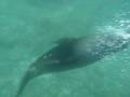 seals playing Marlborough Sounds NINE DIVES