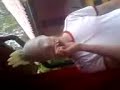 Sceptic having a rubber glove on his head Sceptic having a rubber glove on his head