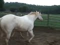 AVALON DOC HOLIDAY 2007 Buckskin Half-Arabian Colt AVALON DOC HOLIDAY 2007 Buckskin Half-Arabian Colt