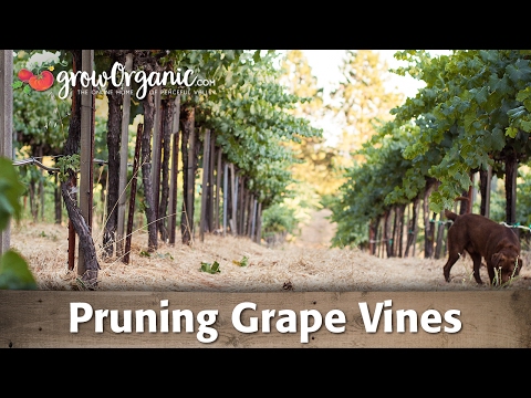 how to prune a vine