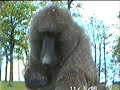 masterbating monkey