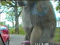 masterbating monkey masterbating monkey