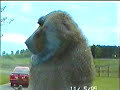 masterbating monkey