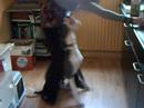 Dogs in action!!