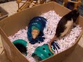 Ratty boys and an apple