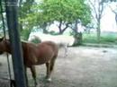 video_lucky