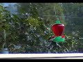 crowded hummingbird feeders