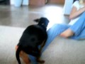 Ashlie Letting the Dog Hump Her Leg