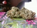 herbal criminal