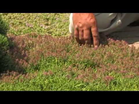 thyme - Thyme serves not only as a culinary herb, but also as an attractive groundcover. Creeping thymes are extremely low-growing, fragrant, offer different flower ...