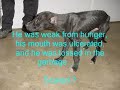 Pit Bull Terror
