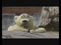 Polar Bears - The Bamboo Group