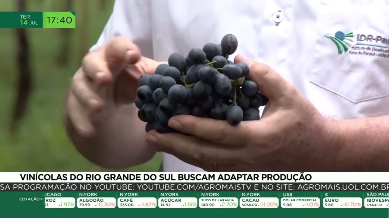 Vinícolas do Rio Grande do Sul buscam adaptar produção