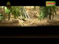 videos de malayalam super comedy - halakinde thalak part- 2
