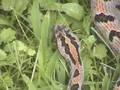 Venomous Snakes of Kentucky