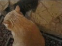Gattino(1 kg)attacca e lotta con gattone(11kg) Gattino(1 kg)attacca e lotta con gattone(11kg)