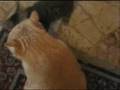 Gattino(1 kg)attacca e lotta con gattone(11kg)