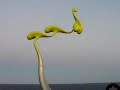 sculpture by the sea,yellow flying whales