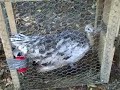 Oct 11 2008 - VID00005