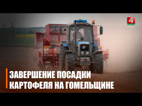 Плошча засева большая, чым летась. На Гомельшчыне ў 2025-м пад бульбу адвялі 2500 гектараў видео