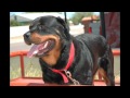 Big Dog