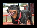 Big Dog