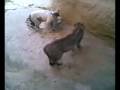 Cat fight