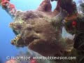 Giant Anglerfish (frogfish) Giant Anglerfish (frogfish)