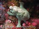 Giant Anglerfish (frogfish)