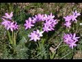 Nieuwoudtville Northern Cape Photo Album # 777 Nieuwoudtville Northern Cape Photo Album # 777