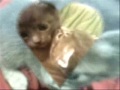 sweety..un chaton adorableee