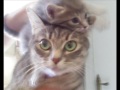 Chaton