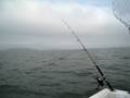 halibut fishing at berkley bay