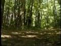 Foret (David Belle)