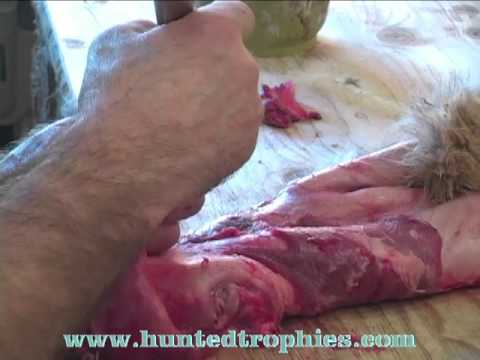 how to properly skin a bobcat