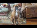 Millie the boxer talks and whines