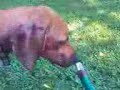 ridgeback indiana jones trying to eat water from the hose