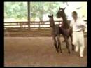 Sir Sinclair Colt