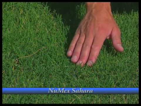 how to fertilize bermuda grass