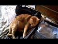Suitcase Cats2.mp4