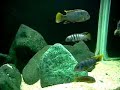Labidochromis Mbamba Chuwa Labidochromis Mbamba Chuwa
