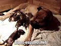 alano's puppies/cachorros alano