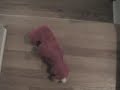 When Elmo Falls (Episode 1)